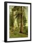 California Redwoods-Albert Bierstadt-Framed Giclee Print