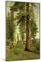 California Redwoods-Albert Bierstadt-Mounted Giclee Print