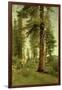 California Redwoods-Albert Bierstadt-Framed Giclee Print