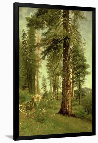 California Redwoods-Albert Bierstadt-Framed Giclee Print