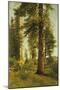 California Redwoods-Albert Bierstadt-Mounted Giclee Print