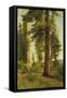 California Redwoods-Albert Bierstadt-Framed Stretched Canvas