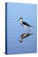 California, San Diego. Black-Necked Stilt in Lindo Lake-Jaynes Gallery-Stretched Canvas