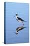 California, San Diego. Black-Necked Stilt in Lindo Lake-Jaynes Gallery-Stretched Canvas