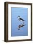 California, San Diego. Black-Necked Stilt in Lindo Lake-Jaynes Gallery-Framed Photographic Print