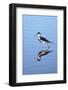 California, San Diego. Black-Necked Stilt in Lindo Lake-Jaynes Gallery-Framed Photographic Print