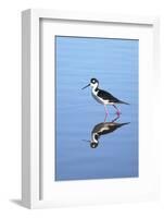 California, San Diego. Black-Necked Stilt in Lindo Lake-Jaynes Gallery-Framed Photographic Print