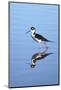 California, San Diego. Black-Necked Stilt in Lindo Lake-Jaynes Gallery-Mounted Photographic Print