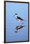 California, San Diego. Black-Necked Stilt in Lindo Lake-Jaynes Gallery-Framed Photographic Print