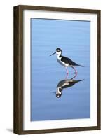 California, San Diego. Black-Necked Stilt in Lindo Lake-Jaynes Gallery-Framed Photographic Print