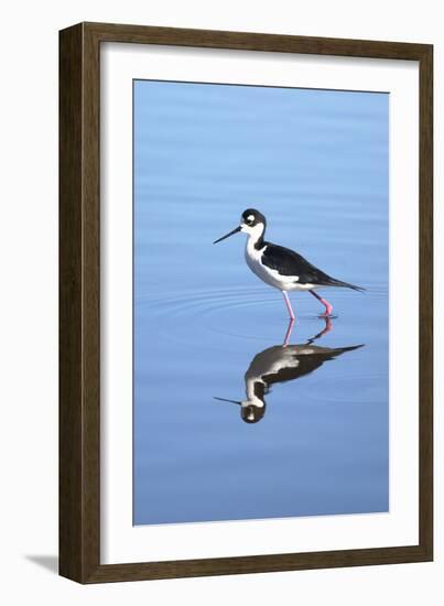 California, San Diego. Black-Necked Stilt in Lindo Lake-Jaynes Gallery-Framed Photographic Print