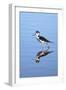 California, San Diego. Black-Necked Stilt in Lindo Lake-Jaynes Gallery-Framed Photographic Print