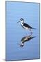 California, San Diego. Black-Necked Stilt in Lindo Lake-Jaynes Gallery-Mounted Photographic Print