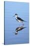 California, San Diego. Black-Necked Stilt in Lindo Lake-Jaynes Gallery-Stretched Canvas