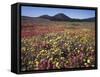 California, San Diego, Rancho Cuyamaca Sp, Flowers by Cuyamaca Lake-Christopher Talbot Frank-Framed Stretched Canvas