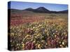 California, San Diego, Rancho Cuyamaca Sp, Flowers by Cuyamaca Lake-Christopher Talbot Frank-Stretched Canvas