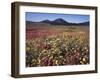 California, San Diego, Rancho Cuyamaca Sp, Flowers by Cuyamaca Lake-Christopher Talbot Frank-Framed Premium Photographic Print