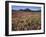 California, San Diego, Rancho Cuyamaca Sp, Flowers by Cuyamaca Lake-Christopher Talbot Frank-Framed Premium Photographic Print