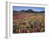 California, San Diego, Rancho Cuyamaca Sp, Flowers by Cuyamaca Lake-Christopher Talbot Frank-Framed Premium Photographic Print