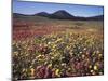 California, San Diego, Rancho Cuyamaca Sp, Flowers by Cuyamaca Lake-Christopher Talbot Frank-Mounted Premium Photographic Print