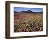 California, San Diego, Rancho Cuyamaca Sp, Flowers by Cuyamaca Lake-Christopher Talbot Frank-Framed Photographic Print