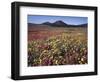 California, San Diego, Rancho Cuyamaca Sp, Flowers by Cuyamaca Lake-Christopher Talbot Frank-Framed Photographic Print