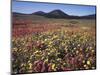 California, San Diego, Rancho Cuyamaca Sp, Flowers by Cuyamaca Lake-Christopher Talbot Frank-Mounted Photographic Print