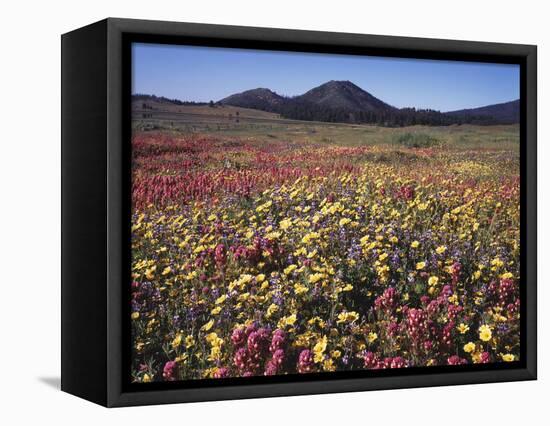 California, San Diego, Rancho Cuyamaca Sp, Flowers by Cuyamaca Lake-Christopher Talbot Frank-Framed Stretched Canvas