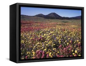 California, San Diego, Rancho Cuyamaca Sp, Flowers by Cuyamaca Lake-Christopher Talbot Frank-Framed Stretched Canvas