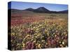 California, San Diego, Rancho Cuyamaca Sp, Flowers by Cuyamaca Lake-Christopher Talbot Frank-Stretched Canvas