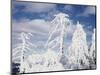 California, San Diego, Rancho Cuyamaca Sp, Snow Covered Tree-Christopher Talbot Frank-Mounted Photographic Print