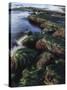 California, San Diego, Waves Crash on Eel Grass Covered Rocks-Christopher Talbot Frank-Stretched Canvas