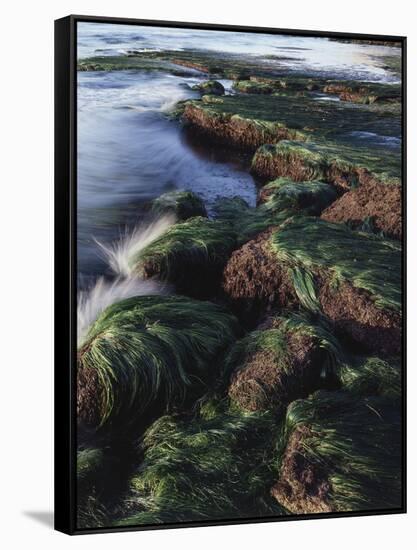 California, San Diego, Waves Crash on Eel Grass Covered Rocks-Christopher Talbot Frank-Framed Stretched Canvas