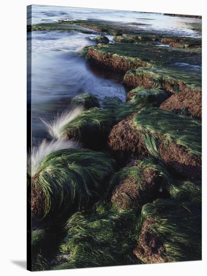 California, San Diego, Waves Crash on Eel Grass Covered Rocks-Christopher Talbot Frank-Stretched Canvas