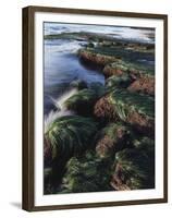 California, San Diego, Waves Crash on Eel Grass Covered Rocks-Christopher Talbot Frank-Framed Premium Photographic Print