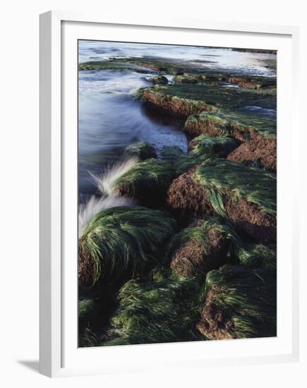 California, San Diego, Waves Crash on Eel Grass Covered Rocks-Christopher Talbot Frank-Framed Premium Photographic Print