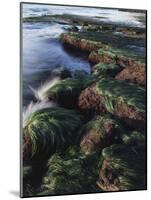 California, San Diego, Waves Crash on Eel Grass Covered Rocks-Christopher Talbot Frank-Mounted Photographic Print