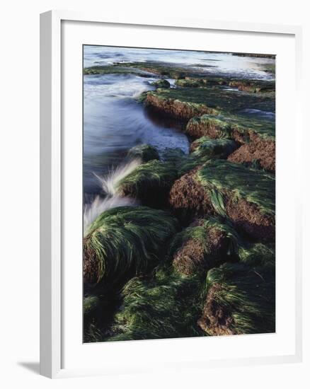 California, San Diego, Waves Crash on Eel Grass Covered Rocks-Christopher Talbot Frank-Framed Photographic Print