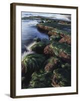 California, San Diego, Waves Crash on Eel Grass Covered Rocks-Christopher Talbot Frank-Framed Photographic Print