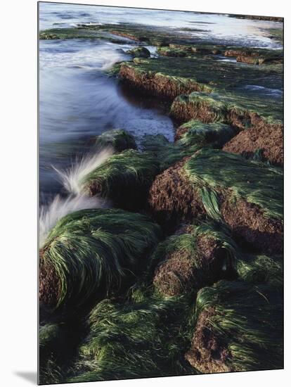 California, San Diego, Waves Crash on Eel Grass Covered Rocks-Christopher Talbot Frank-Mounted Photographic Print