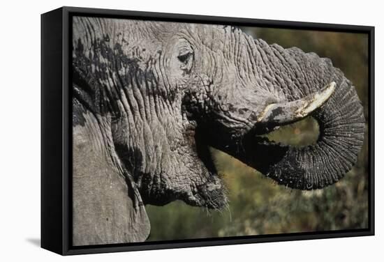 California, San Francisco, Close-Up of Elephant-Amos Nachoum-Framed Stretched Canvas