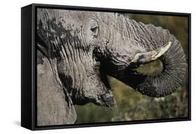 California, San Francisco, Close-Up of Elephant-Amos Nachoum-Framed Stretched Canvas