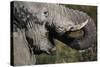 California, San Francisco, Close-Up of Elephant-Amos Nachoum-Stretched Canvas