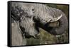 California, San Francisco, Close-Up of Elephant-Amos Nachoum-Framed Stretched Canvas