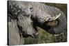 California, San Francisco, Close-Up of Elephant-Amos Nachoum-Stretched Canvas