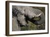 California, San Francisco, Close-Up of Elephant-Amos Nachoum-Framed Photographic Print