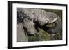 California, San Francisco, Close-Up of Elephant-Amos Nachoum-Framed Photographic Print