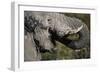 California, San Francisco, Close-Up of Elephant-Amos Nachoum-Framed Photographic Print