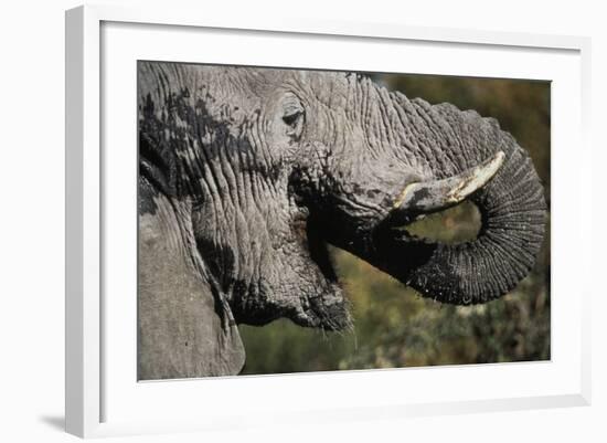 California, San Francisco, Close-Up of Elephant-Amos Nachoum-Framed Photographic Print