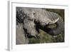 California, San Francisco, Close-Up of Elephant-Amos Nachoum-Framed Photographic Print